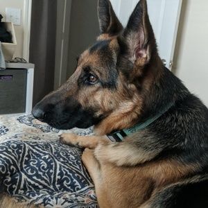 Meet your Posher, Morgan